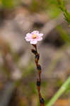 Pink sundew